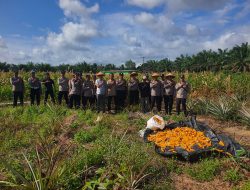 Polres Bangka Bersama Polsek Riau Silip Panen Jagung Kuartal IV, Dukung Program Swasembada Pangan