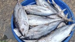 Produksi Perikanan Maluku Capai 153 Ribu Ton, Jadi Penggerak Ekonomi Daerah