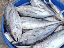 Produksi Perikanan Maluku Capai 153 Ribu Ton, Jadi Penggerak Ekonomi Daerah